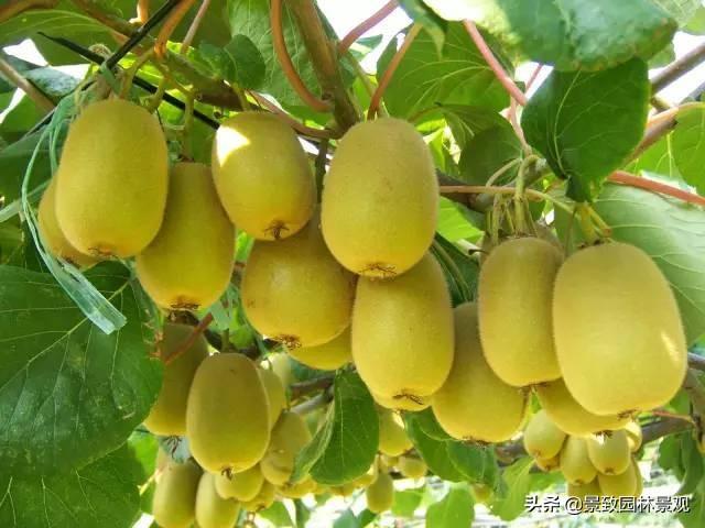 「收藏」园林景观绿化-常用藤本植物