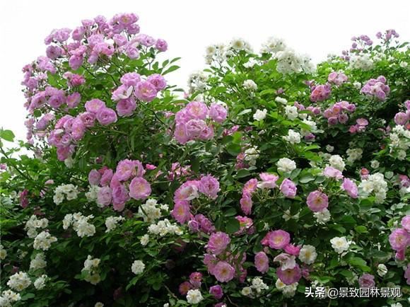 「收藏」园林景观绿化-常用藤本植物