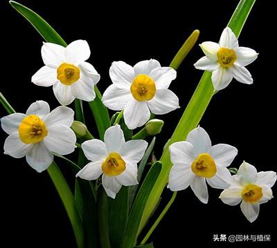 植物开花——冬天也可以美美嗒