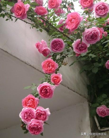 「收藏」园林景观绿化-常用藤本植物