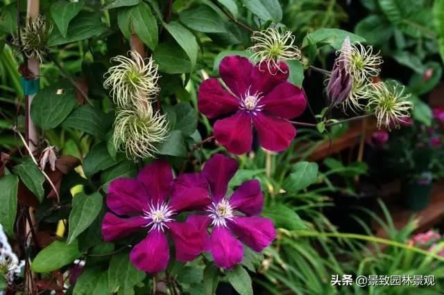 「收藏」园林景观绿化-常用藤本植物