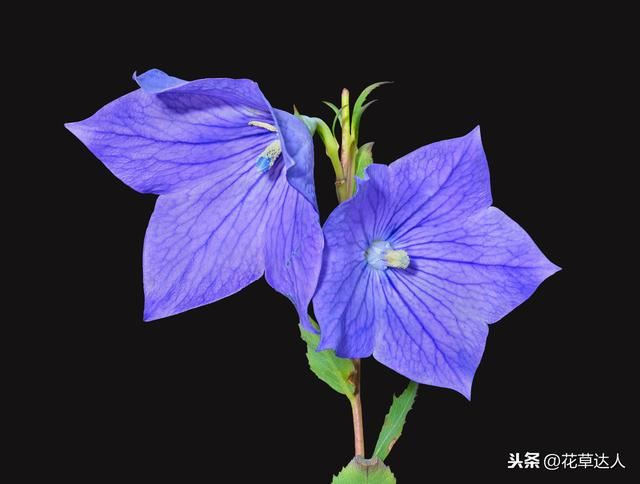 庭院花园耐寒植物盘点