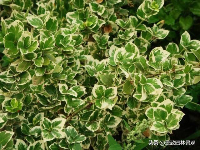 「收藏」园林景观绿化-常用藤本植物