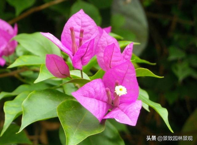 「收藏」园林景观绿化-常用藤本植物