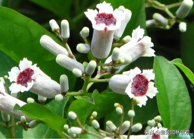 「收藏」园林景观绿化-常用藤本植物