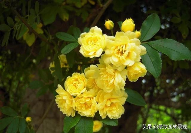 「收藏」园林景观绿化-常用藤本植物
