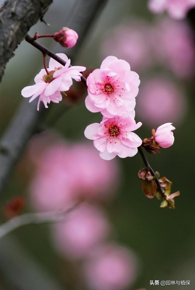 植物开花——冬天也可以美美嗒