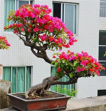 名字有梅却不是梅，开花只有3片花瓣，每次开花几个月