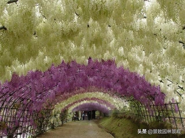 「收藏」园林景观绿化-常用藤本植物