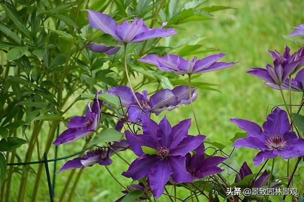 「收藏」园林景观绿化-常用藤本植物