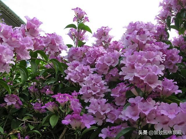 「收藏」园林景观绿化-常用藤本植物