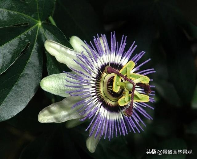 「收藏」园林景观绿化-常用藤本植物