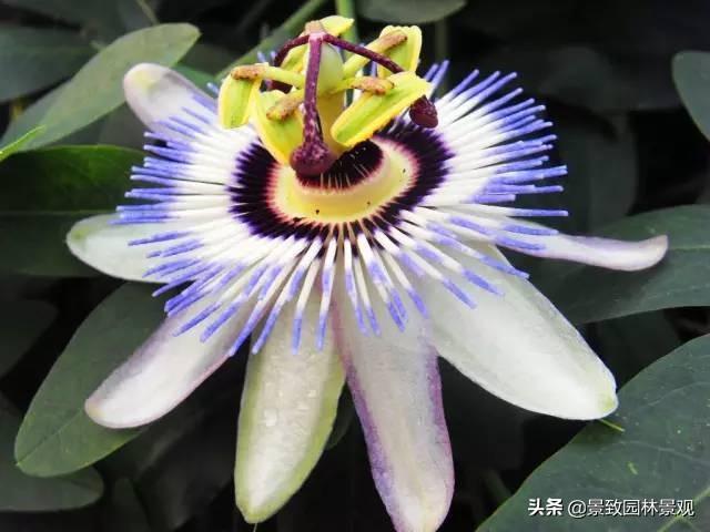 「收藏」园林景观绿化-常用藤本植物