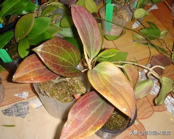 「收藏」园林景观绿化-常用藤本植物