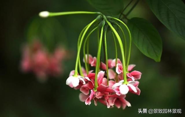 「收藏」园林景观绿化-常用藤本植物