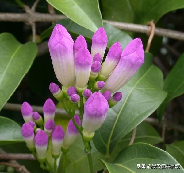 「收藏」园林景观绿化-常用藤本植物