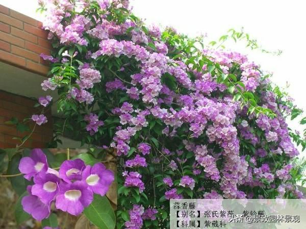 「收藏」园林景观绿化-常用藤本植物