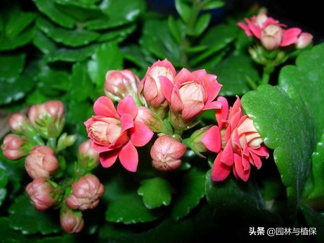 植物开花——冬天也可以美美嗒