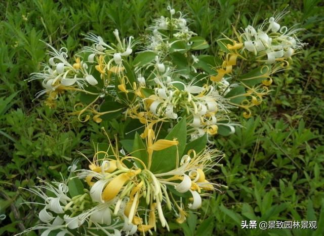 「收藏」园林景观绿化-常用藤本植物