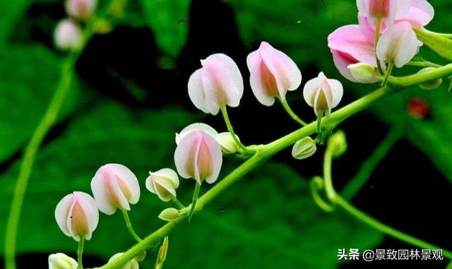 「收藏」园林景观绿化-常用藤本植物