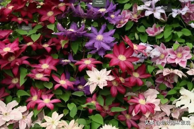 「收藏」园林景观绿化-常用藤本植物