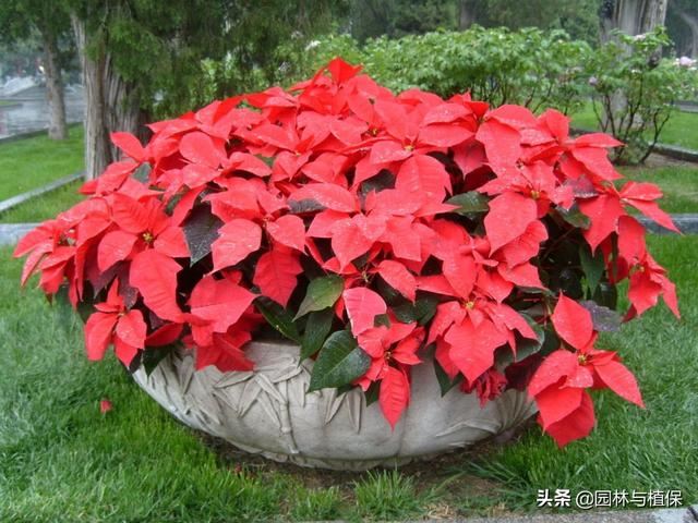 植物开花——冬天也可以美美嗒