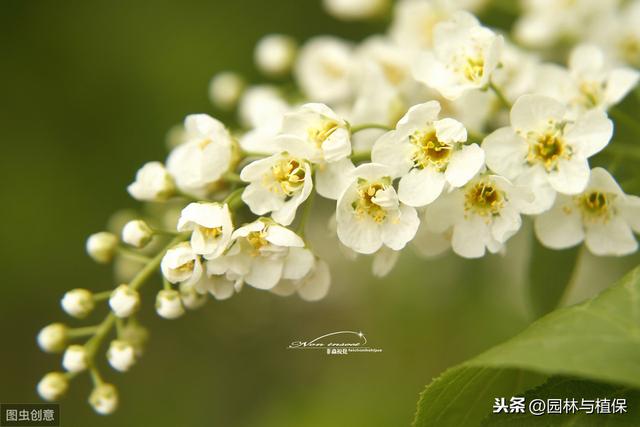 这些花浇水有技巧