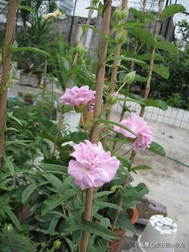 「收藏」园林景观绿化-常用藤本植物