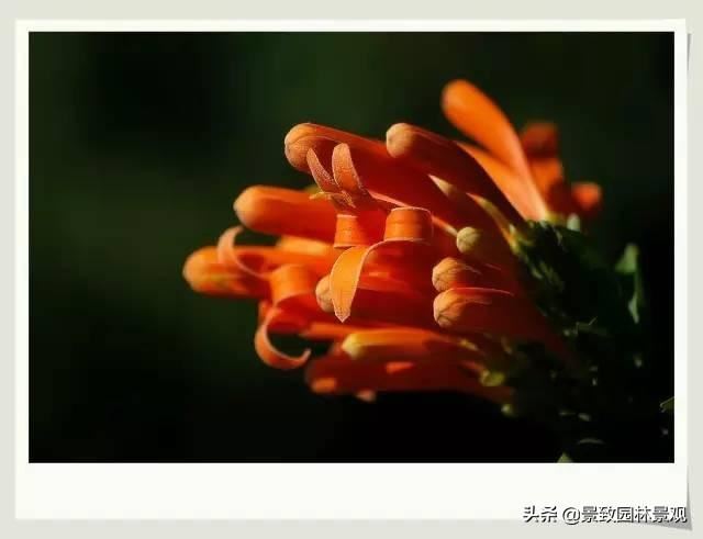 「收藏」园林景观绿化-常用藤本植物