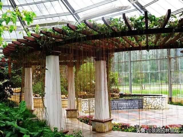 「收藏」园林景观绿化-常用藤本植物