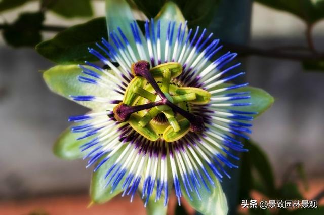 「收藏」园林景观绿化-常用藤本植物