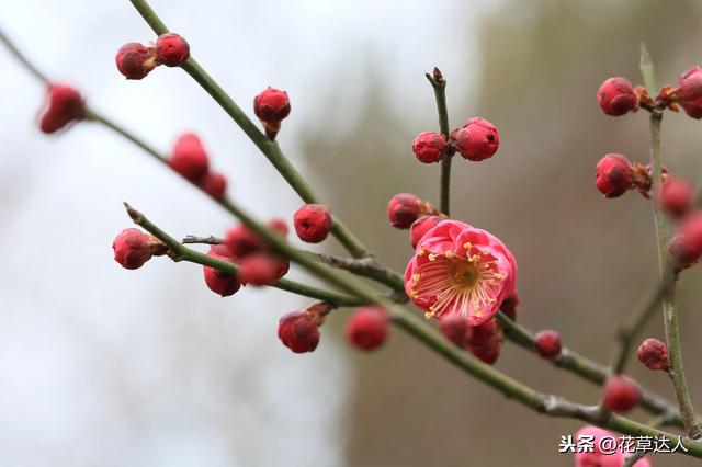 庭院花园耐寒植物盘点