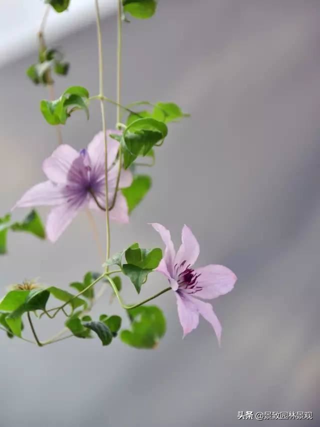 「收藏」园林景观绿化-常用藤本植物