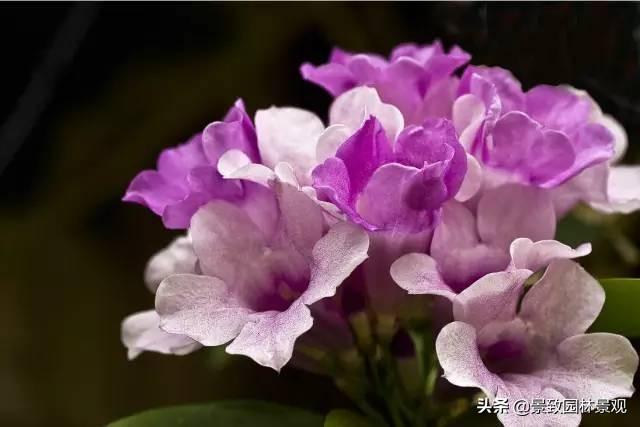 「收藏」园林景观绿化-常用藤本植物