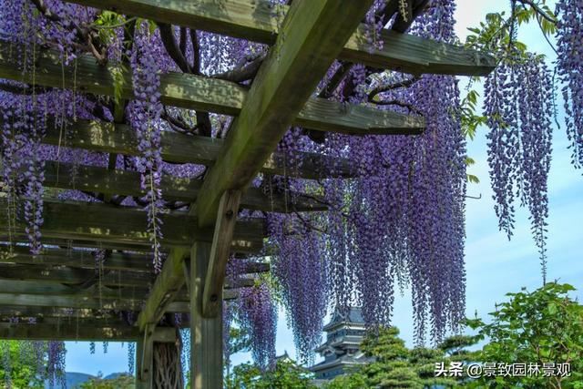 「收藏」园林景观绿化-常用藤本植物