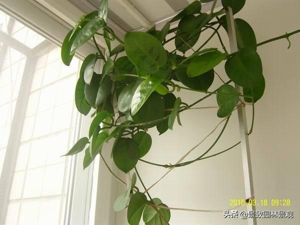 「收藏」园林景观绿化-常用藤本植物