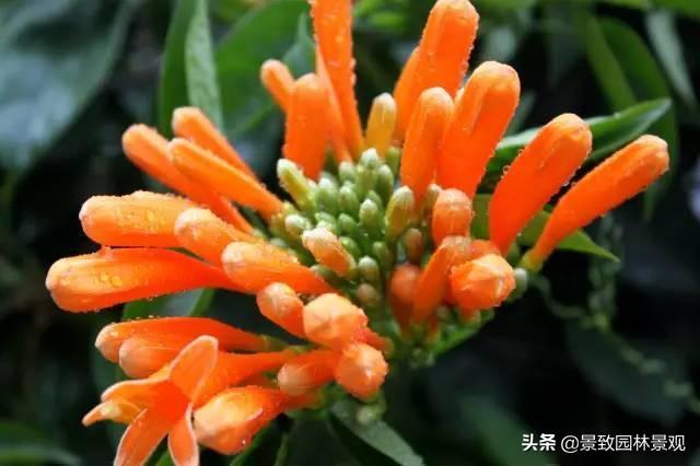 「收藏」园林景观绿化-常用藤本植物
