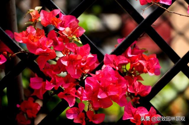 「收藏」园林景观绿化-常用藤本植物