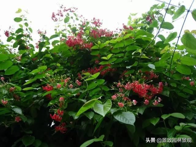 「收藏」园林景观绿化-常用藤本植物