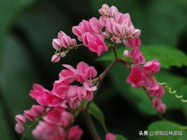 「收藏」园林景观绿化-常用藤本植物
