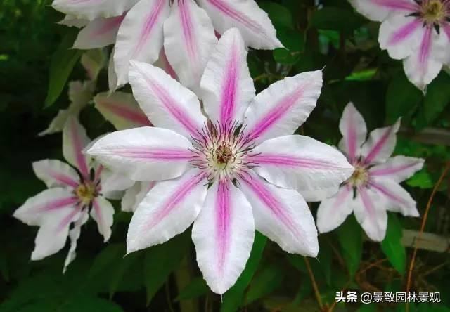 「收藏」园林景观绿化-常用藤本植物