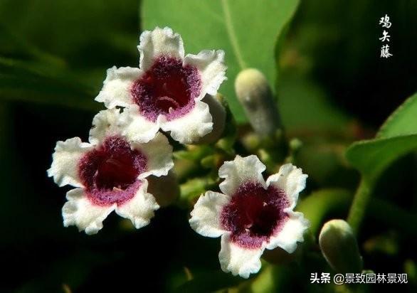 「收藏」园林景观绿化-常用藤本植物