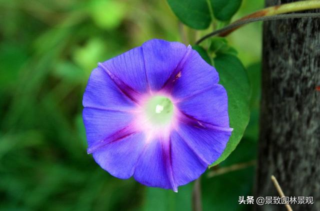 「收藏」园林景观绿化-常用藤本植物