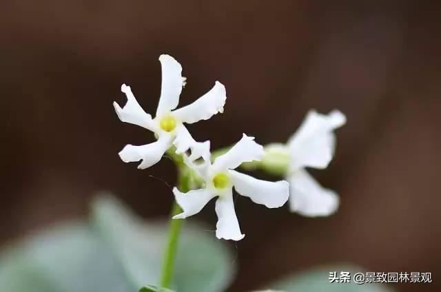 「收藏」园林景观绿化-常用藤本植物