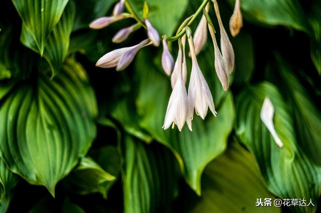 庭院花园耐寒植物盘点