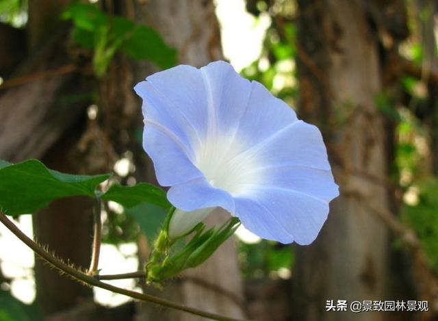 「收藏」园林景观绿化-常用藤本植物