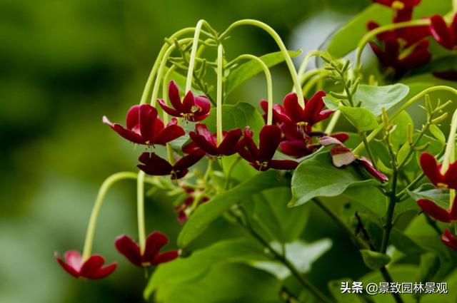 「收藏」园林景观绿化-常用藤本植物