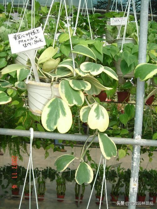 「收藏」园林景观绿化-常用藤本植物