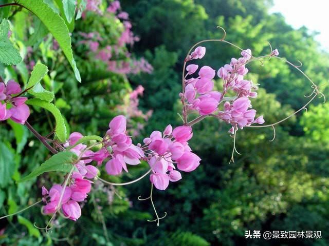 「收藏」园林景观绿化-常用藤本植物