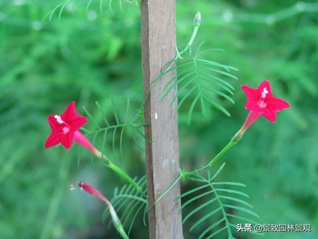「收藏」园林景观绿化-常用藤本植物
